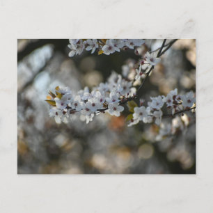Spring Blossom Postkarte
