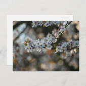 Spring Blossom Postkarte (Vorne/Hinten)