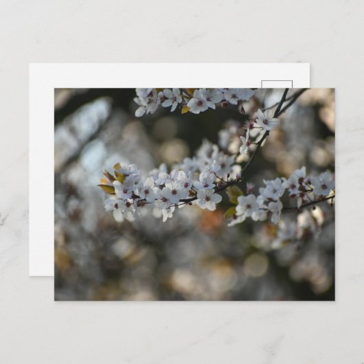Spring Blossom Postkarte (Vorne/Hinten)