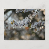 Spring Blossom Postkarte (Vorderseite)
