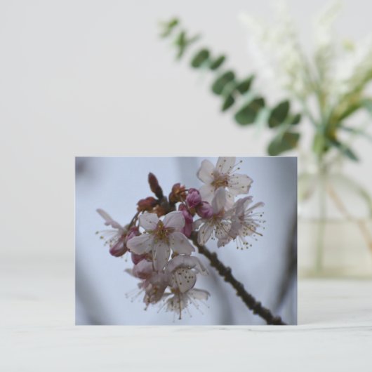 Spring Blossom Postkarte (Stehend Vorderseite)