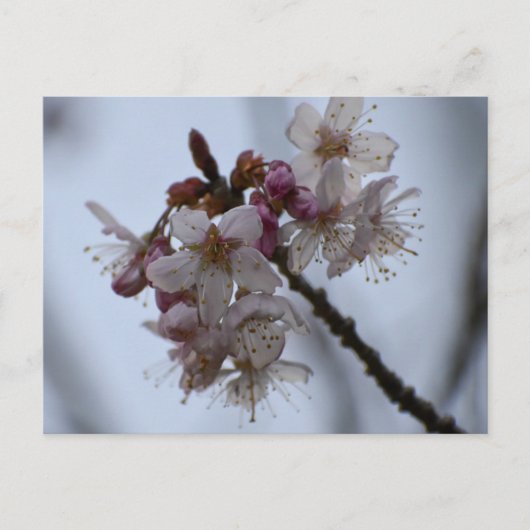 Spring Blossom Postkarte (Vorderseite)