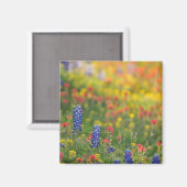 Spring Bluebonnet Magnet (Vorderseite/Rückseite)