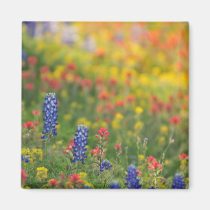 Spring Bluebonnet Magnet