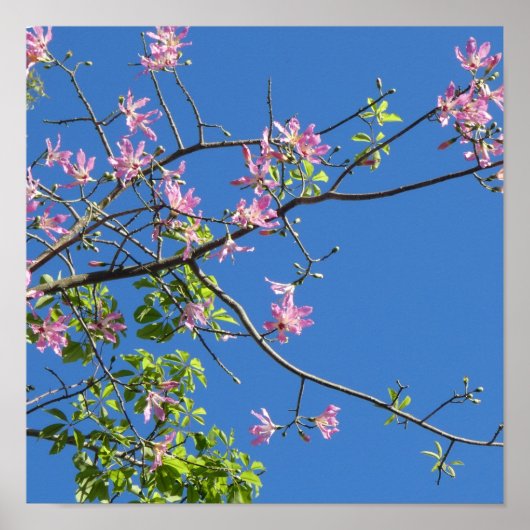 Spring, branch of a blossoming tree poster (Vorne)