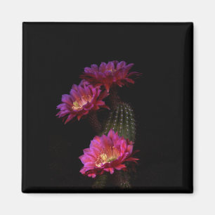 Spring Cactus Blume trio Magnet