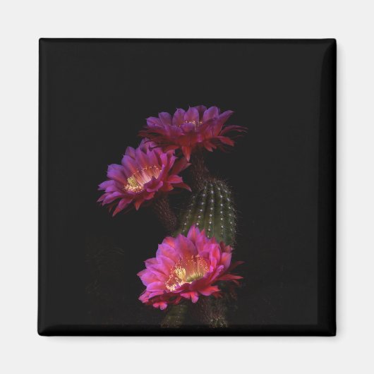 Spring Cactus Blume trio Magnet (Vorne)