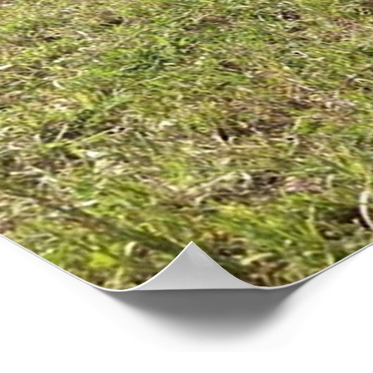 Spring Calves Poster (Ecke)