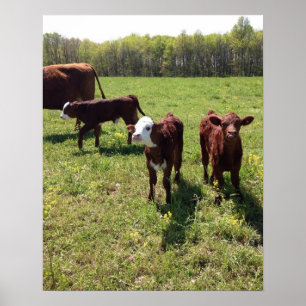 Spring Calves Poster