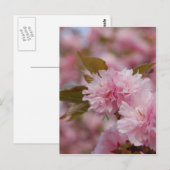 Spring Cherry Blossom Postkarte (Vorne/Hinten)