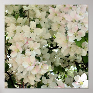 Spring Crabapple Flower Blossoms Close Up Poster