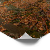 Spring Creek, Cuyahoga Valley NP, Ohio Poster (Ecke)