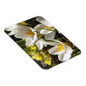 Spring Crocus "Bless This House" Magnet (Rechte Seite)