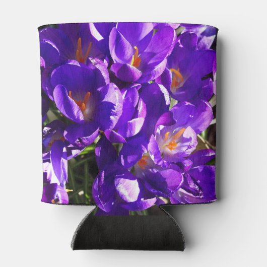 SPRING CROCUS DOSENKÜHLER (Rückseite)