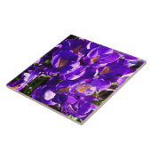 SPRING CROCUS FLIESE (Seite)