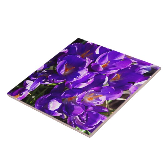 SPRING CROCUS FLIESE (Seite)