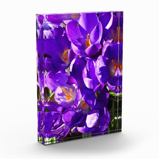 SPRING CROCUS FOTOBLOCK (Links)