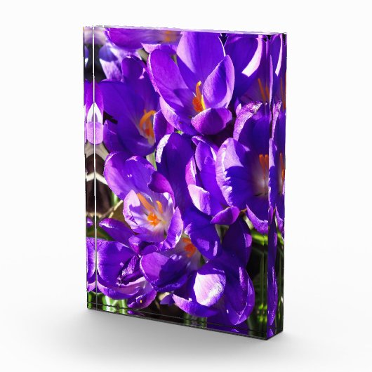 SPRING CROCUS FOTOBLOCK (Rechts)