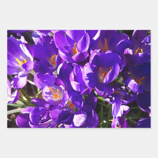 SPRING CROCUS GESCHENKPAPIER SET (Vorderseite 2)