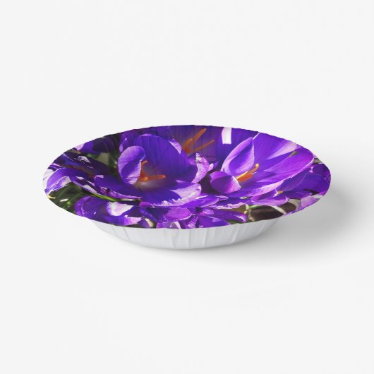 SPRING CROCUS PAPPTELLER (Gewinkelt)