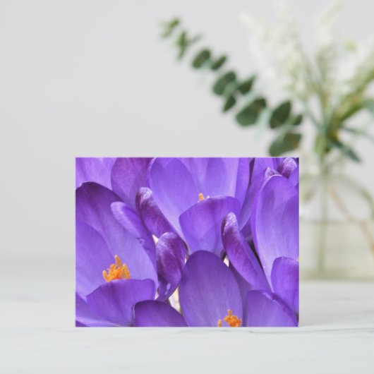 Spring Crocus Photography Postkarte (Stehend Vorderseite)
