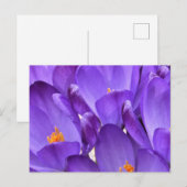 Spring Crocus Photography Postkarte (Vorne/Hinten)
