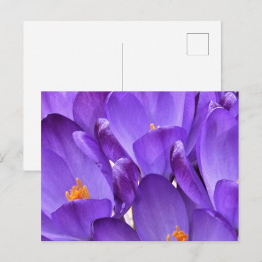 Spring Crocus Photography Postkarte (Vorne/Hinten)