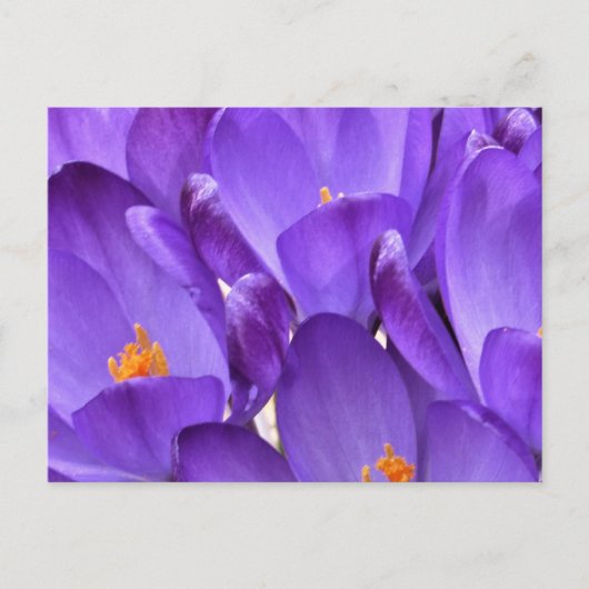 Spring Crocus Photography Postkarte (Vorderseite)