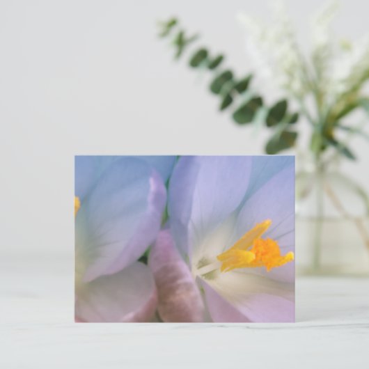 Spring Crocus Photography Postkarte (Stehend Vorderseite)