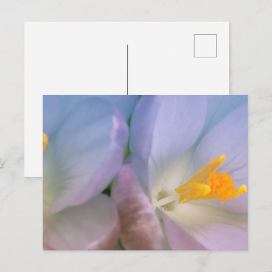 Spring Crocus Photography Postkarte (Vorne/Hinten)