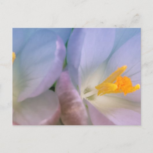 Spring Crocus Photography Postkarte (Vorderseite)