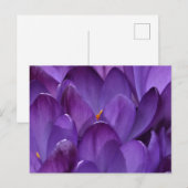 Spring Crocus Photography Postkarte (Vorne/Hinten)