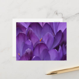 Spring Crocus Photography Postkarte