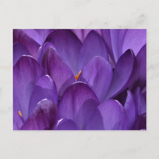Spring Crocus Photography Postkarte (Vorderseite)