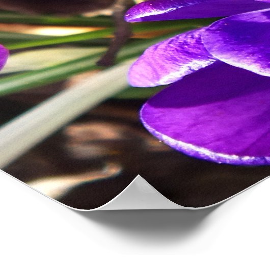 SPRING CROCUS POSTER (Ecke)