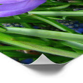 Spring Crocus Poster (Ecke)