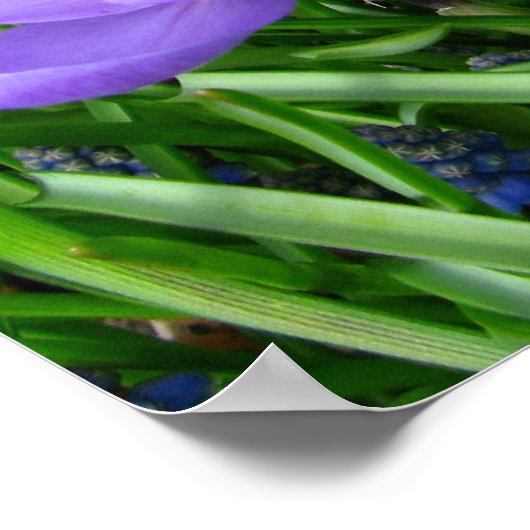 Spring Crocus Poster (Ecke)