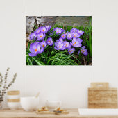 Spring Crocus Poster (Küche)