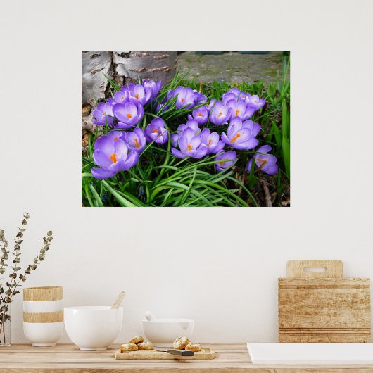 Spring Crocus Poster (Küche)