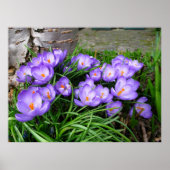Spring Crocus Poster (Vorne)