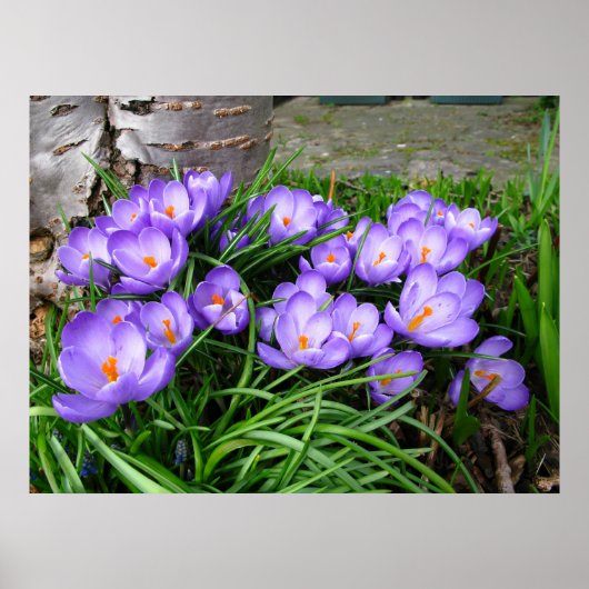 Spring Crocus Poster (Vorne)