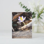 Spring Crocus Postkarte (Stehend Vorderseite)