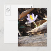 Spring Crocus Postkarte (Vorne/Hinten)