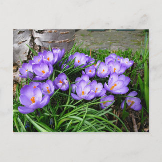 Spring Crocus Postkarte