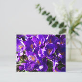 SPRING CROCUS POSTKARTE (Stehend Vorderseite)