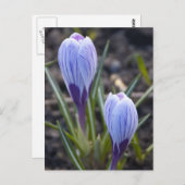 SPRING CROCUS POSTKARTE (Vorne/Hinten)