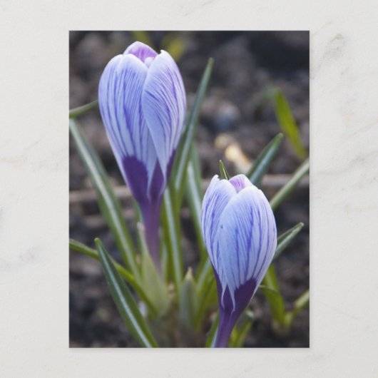 SPRING CROCUS POSTKARTE (Vorderseite)