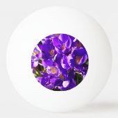 SPRING CROCUS TISCHTENNISBALL (Rückseite)