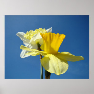 Spring Daffodien Art druckt Blue Sky Floral Poster
