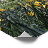 SPRING DAFFODIL GARDEN POSTER (Ecke)